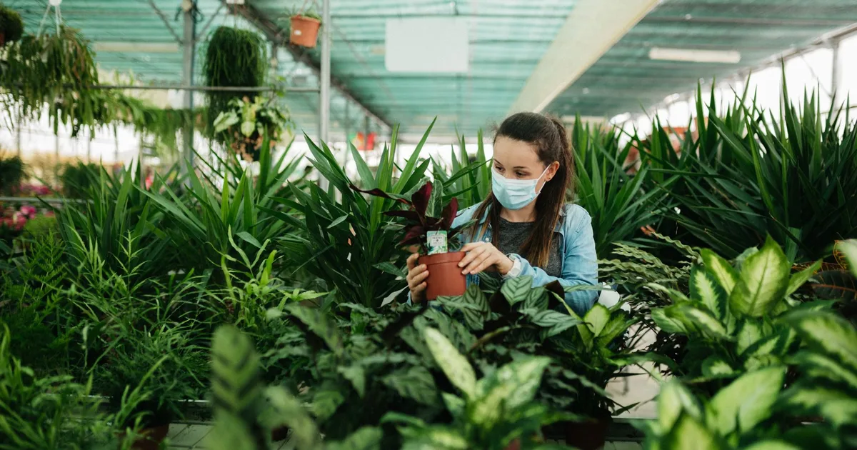 Dites adieu à l'air éventé - Bienvenue à la fraîcheur et à la santé avec les plantes d'intérieur
